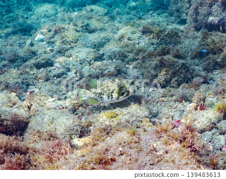 Pufferfish, goatfish, and others. Hirizo Beach, Nakagi, Minamiizu Town, Shizuoka Prefecture, Izu Peninsula - 2025 139483613