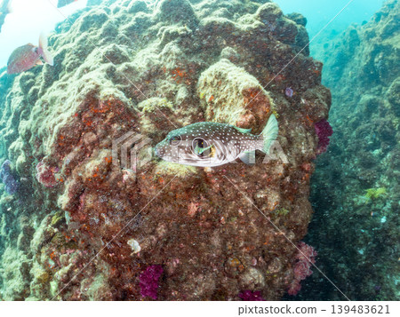 河豚、羊魚等。伊豆半島靜岡縣南伊豆町中木町Hirizo海灘 - 2025 河豚、羊魚等。伊豆半島靜岡縣南伊豆町中木町Hirizo海灘 - 2025 139483621