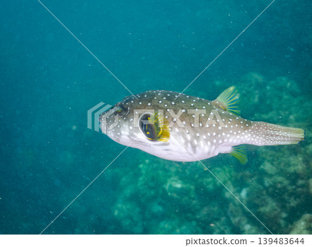 Pufferfish, goatfish, and others. Hirizo Beach, Nakagi, Minamiizu Town, Shizuoka Prefecture, Izu Peninsula - 2025 Pufferfish, goatfish, and others. Hirizo Beach, Nakagi, Minamiizu Town, Shizuoka Prefecture, Izu Peninsula - 2025 139483644