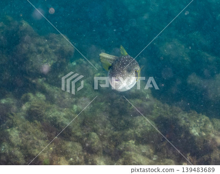 河豚、羊魚等。伊豆半島靜岡縣南伊豆町中木町Hirizo海灘 - 2025 河豚、羊魚等。伊豆半島靜岡縣南伊豆町中木町Hirizo海灘 - 2025 139483689