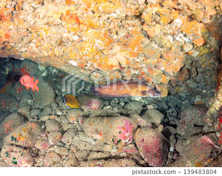 鼬魚、松鼠魚、南方豚鯛等鰻犬。伊豆半島靜岡縣南伊豆町中木市Hirizo海灘 - 2025 139483804