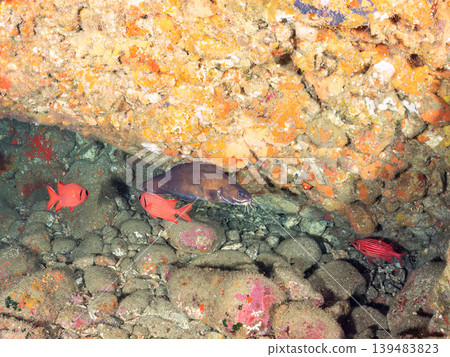 Weasel fish, squirrelfish, southern cardinalfish, and other eel-dogs. Hirizo Beach, Nakagi, Minamiizu Town, Shizuoka Prefecture, Izu Peninsula - 2025 Weasel fish, squirrelfish, southern cardinalfish, and other eel-dogs. Hirizo Beach, Nakagi, Minamiizu Town, Shizuoka Prefecture, Izu Peninsula - 2025 139483823