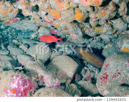 鼬魚、松鼠魚、南方豚鯛等鰻犬。伊豆半島靜岡縣南伊豆町中木市Hirizo海灘 - 2025 鼬魚、松鼠魚、南方豚鯛等鰻犬。伊豆半島靜岡縣南伊豆町中木市Hirizo海灘 - 2025 139483835