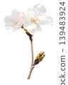 Cherry branch and flower 139483924