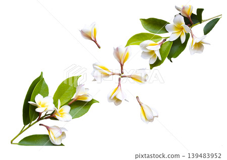 white, yellow flowers frangipani local flora of asia  139483952