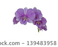 purple flowers orchids arrangement flat lay postcard style  139483958