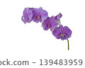 purple flowers orchids arrangement flat lay postcard style  139483959