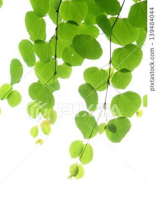 Close-up of fresh green Katsura tree leaves [white background] 139484044