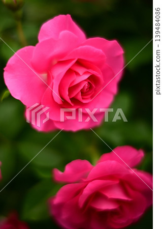 rose	 139484086