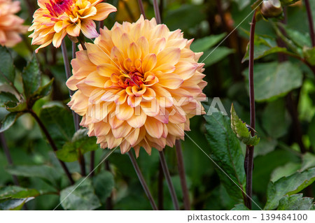 Dahlia flowers bush in the garden. Yellow orange beige color flower bud. Petal Plant bloom 139484100