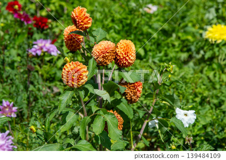 Dahlia flowers bush in the garden. Yellow orange beige color flower bud. Petal Plant bloom Dahlia flowers bush in the garden. Yellow orange beige color flower bud. Petal Plant bloom 139484109