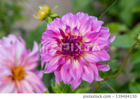 Dahlia flowers bush in the garden. Pink colored flower bud. Petal Plant bloom Dahlia flowers bush in the garden. Pink colored flower bud. Petal Plant bloom 139484130