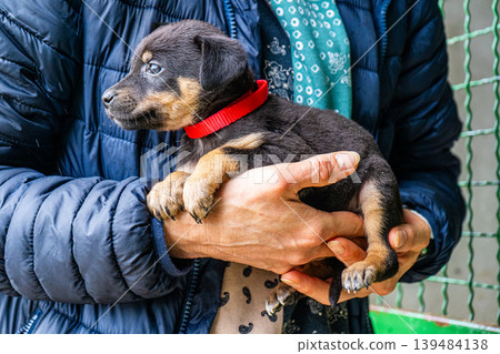 Puppy little dog holding in hands Puppy little dog holding in hands 139484138