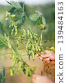 Freshly picked edamame beans and the hands of a man harvesting them. 139484163