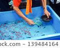 A man's hands as he scoops up goldfish in the Japanese summer. 139484164