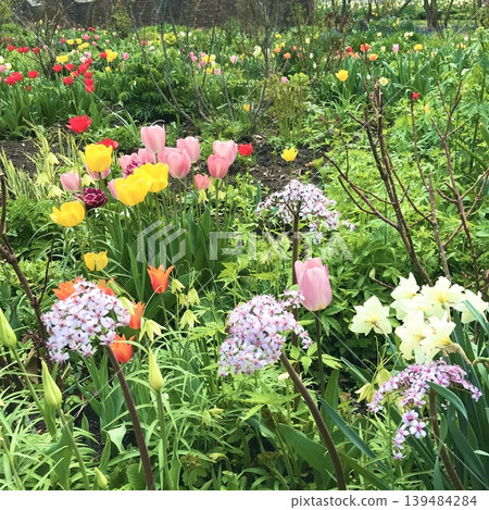 Flower garden (Mixed flowers in a botanical garden) 139484284