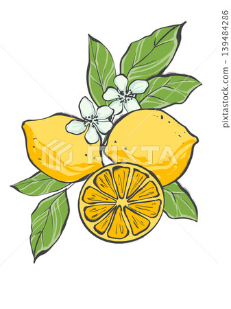 Botanical composition featuring whole yellow lemons, citrus slice, white flowers and green leaves. Original hand drawn illustration ideal for Mediterranean style kitchen decor, menu design and organic Botanical composition featuring whole yellow lemons, citrus slice, white flowers and green leaves. Original hand drawn illustration ideal for Mediterranean style kitchen decor, menu design and organic 139484286
