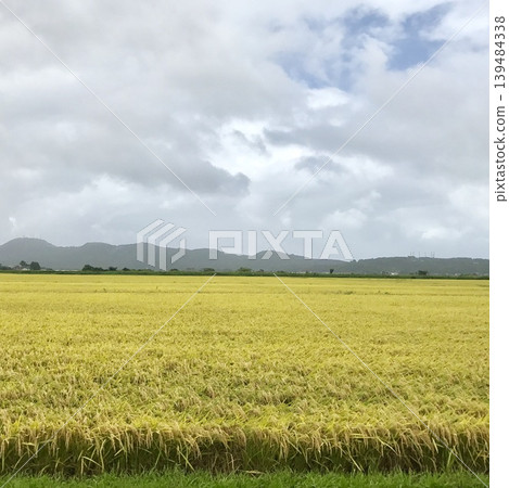 A golden rice field under a cloudy sky. A golden rice field under a cloudy sky. 139484338