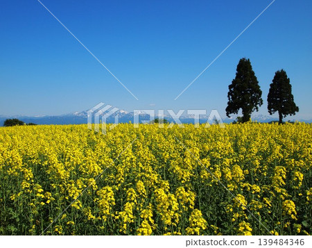 The rapeseed fields of Yamamotoyama Plateau in Ojiya City, Niigata Prefecture, stand out against the early spring blue sky, with the snow-capped Echigo Sanzan mountain range still visible. 139484346