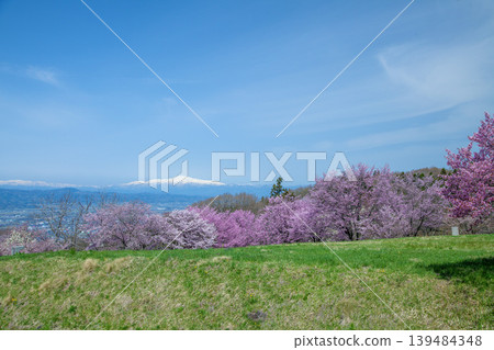 春日的西藏王公園 春日的西藏王公園 139484348