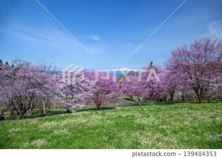 春日的西藏王公園 春日的西藏王公園 139484353