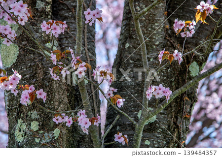 Oyo Yamazakura Oyo Yamazakura 139484357