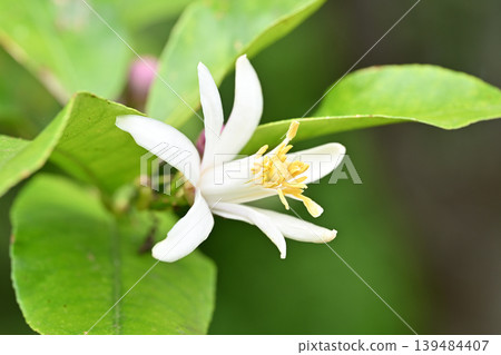 Lemon Flower Lemon Flower 139484407