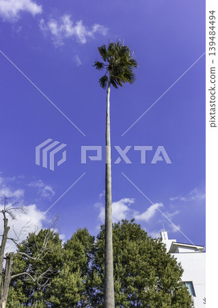 Kojima Nozaki Memorial Monument, Livistona palm tree, Kurashiki City, Okayama Prefecture Kojima Nozaki Memorial Monument, Livistona palm tree, Kurashiki City, Okayama Prefecture 139484494