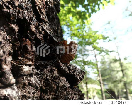 Cicada, cicada, cicada shell, brown cicada Cicada, cicada, cicada shell, brown cicada 139484581