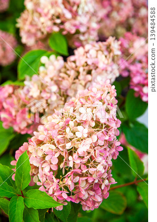 Pink Hydrangea Flowers Blooming in Summer Garden. Bush floral background. Hortensia petal bud Pink Hydrangea Flowers Blooming in Summer Garden. Bush floral background. Hortensia petal bud 139484588