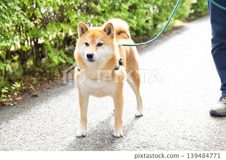 一隻散步的柴犬 139484771
