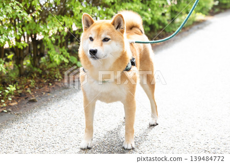 一隻散步的柴犬 139484772
