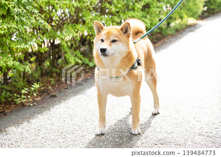 一隻散步的柴犬 139484773