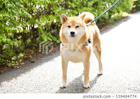 一隻散步的柴犬 139484774
