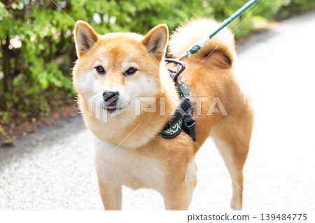 A Shiba Inu on a walk 139484775
