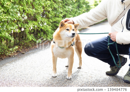 一隻散步的柴犬 139484776