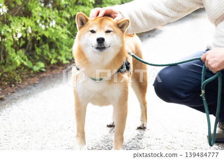 一隻散步的柴犬 139484777