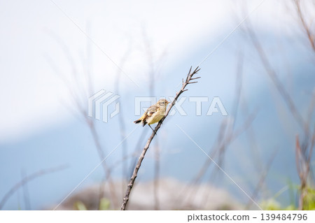 A cute pair of Siberian Stonechats. North Fuji Training Area, Fujiyoshida City, Yamanashi Prefecture - 2025. A Self-Defense Forces training area spread out at the foot of Mt. Fuji. 139484796