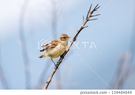 A cute pair of Siberian Stonechats. North Fuji Training Area, Fujiyoshida City, Yamanashi Prefecture - 2025. A Self-Defense Forces training area spread out at the foot of Mt. Fuji. 139484849