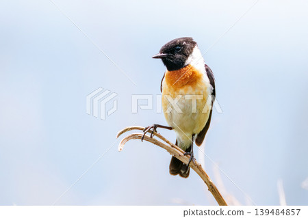 A cute pair of Siberian Stonechats. North Fuji Training Area, Fujiyoshida City, Yamanashi Prefecture - 2025. A Self-Defense Forces training area spread out at the foot of Mt. Fuji. 139484857