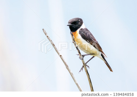 A cute pair of Siberian Stonechats. North Fuji Training Area, Fujiyoshida City, Yamanashi Prefecture - 2025. A Self-Defense Forces training area spread out at the foot of Mt. Fuji. 139484858