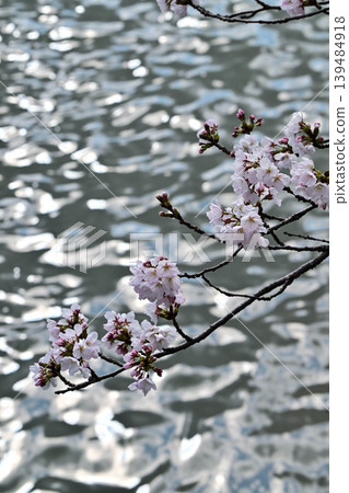 Beautiful cherry blossoms at Kazuemachi Chaya District Beautiful cherry blossoms at Kazuemachi Chaya District 139484918