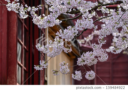 Beautiful cherry blossoms at Kazuemachi Chaya District Beautiful cherry blossoms at Kazuemachi Chaya District 139484922
