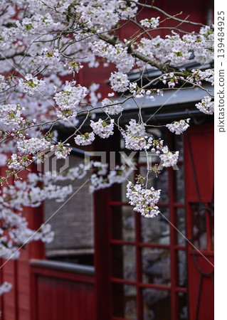 Beautiful cherry blossoms at Kazuemachi Chaya District 139484925