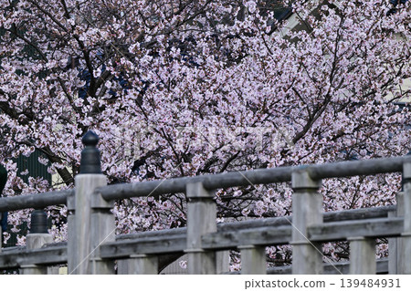 Beautiful cherry blossoms at Kazuemachi Chaya District Beautiful cherry blossoms at Kazuemachi Chaya District 139484931