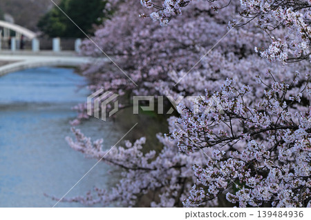 Beautiful cherry blossoms at Kazuemachi Chaya District Beautiful cherry blossoms at Kazuemachi Chaya District 139484936