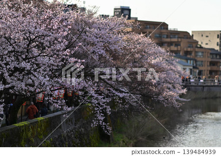 Beautiful cherry blossoms at Kazuemachi Chaya District Beautiful cherry blossoms at Kazuemachi Chaya District 139484939