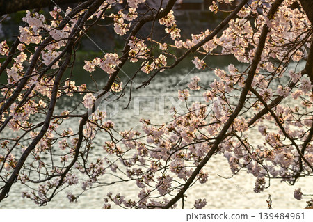 Cherry blossoms in Kanazawa Asano River neighborhood Cherry blossoms in Kanazawa Asano River neighborhood 139484961