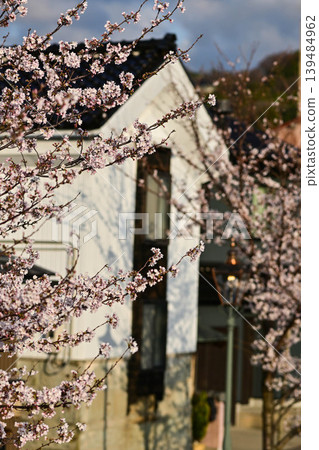 Cherry blossoms in Kanazawa Asano River neighborhood Cherry blossoms in Kanazawa Asano River neighborhood 139484962