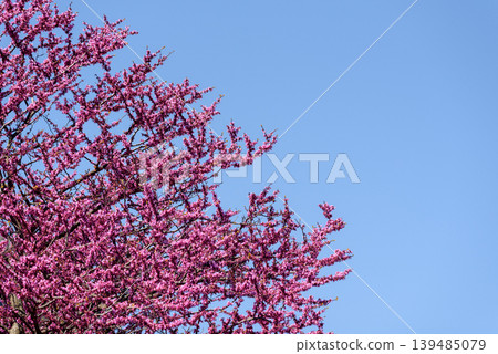 Pink spring blossoms on branches against clear blue sky Pink spring blossoms on branches against clear blue sky 139485079